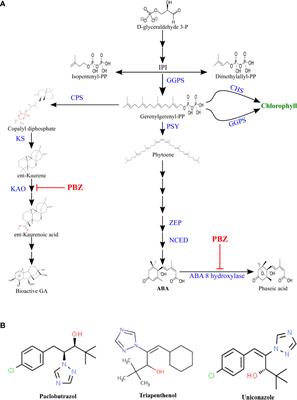 Insight of PBZ mediated drought amelioration in crop plants